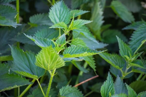 Nettle for the preparation of drug infusions for problems with potency