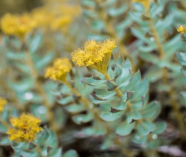 Rhodiola helps with neurosis against the background of potential disorders